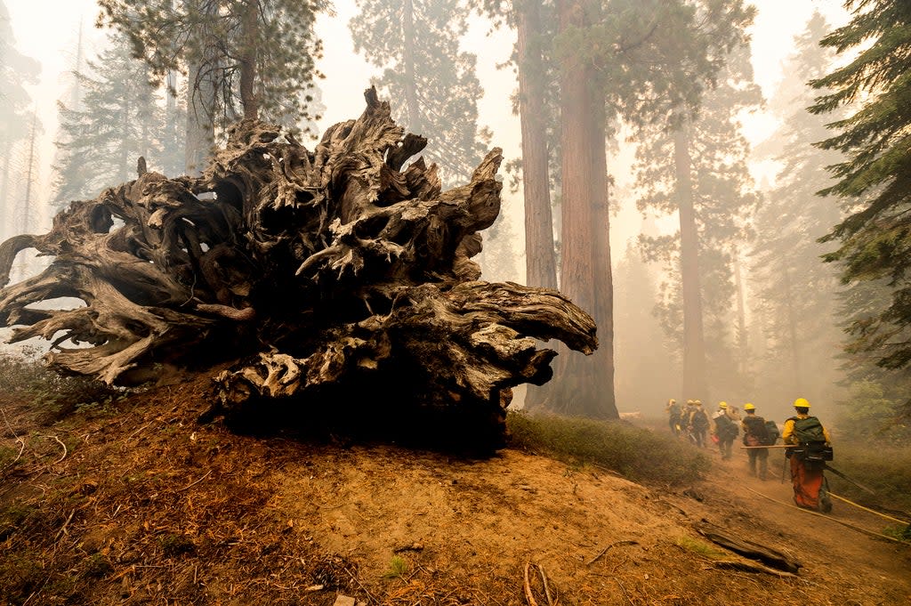 California Wildfires Giant Sequoias (ASSOCIATED PRESS)