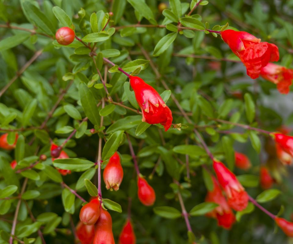 Flowers of a dwarf pomegranate tree