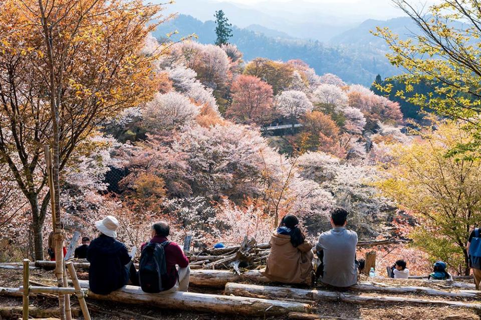 吉野山（Image Source : Getty Creative）