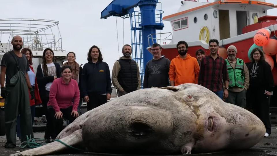 一群海洋生物學家釣上了詭異的灰色肉塊，牠的真實身分其實是一隻超大翻車魚。（圖／翻攝自Atlantic Naturalist Youtube影片）