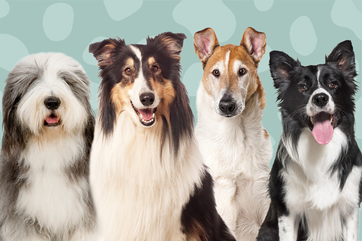 bearded collie, rough collie, smooth collie, and border collie together on a textured background