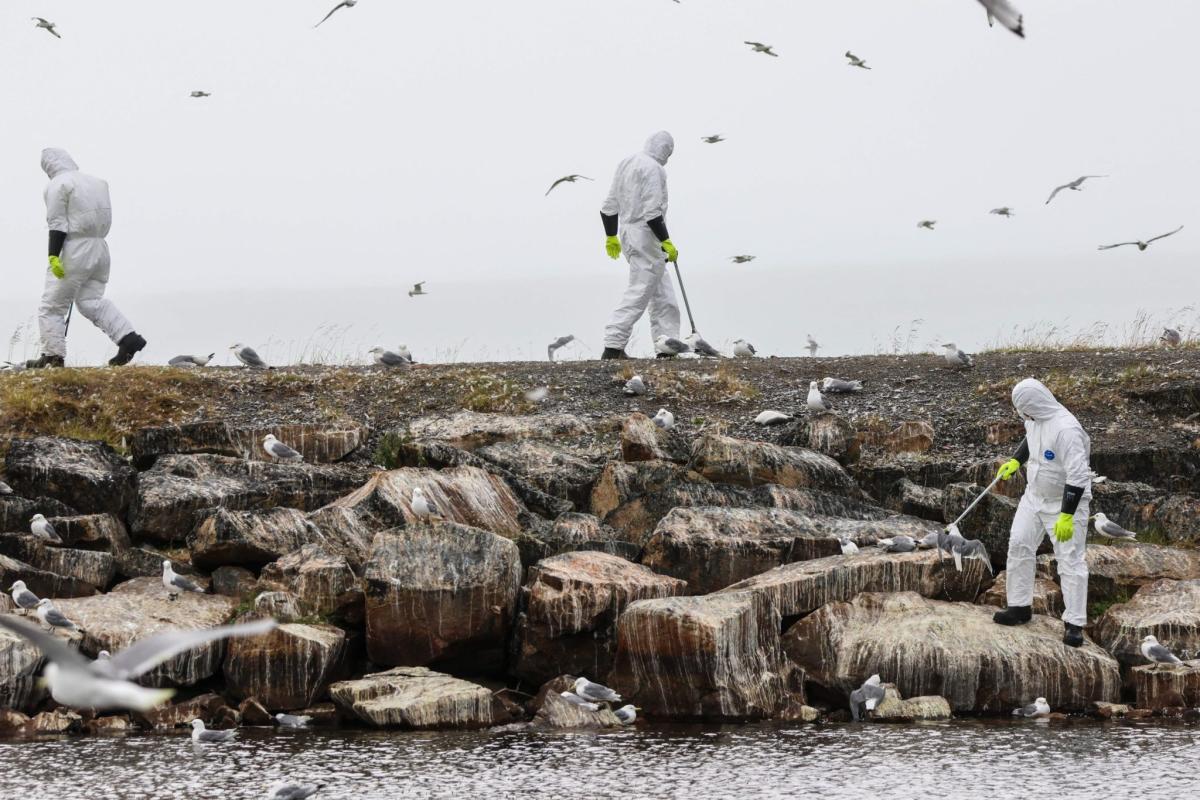 No one wants another pandemic—but bird flu has already flown the coop