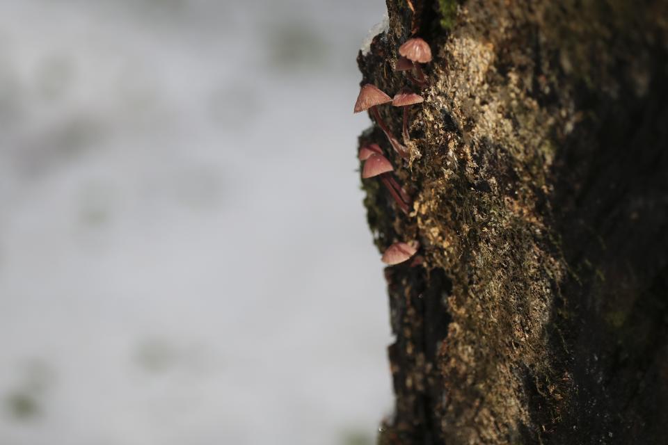 Mushrooms grow on a fallen Noble fir tree in the Willamette National Forest, Ore., Friday, Oct. 27, 2023. Scientists are investigating what they say is a new, woefully underestimated threat to the world’s plants: climate change-driven extreme heat. (AP Photo/Amanda Loman)