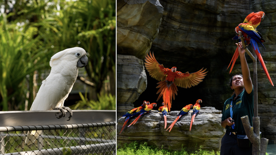 White Cockatoo (left) and Scarlet Macaw conditioning (right) in Bird Paradise (Photos: Mandai Wildlife Group)