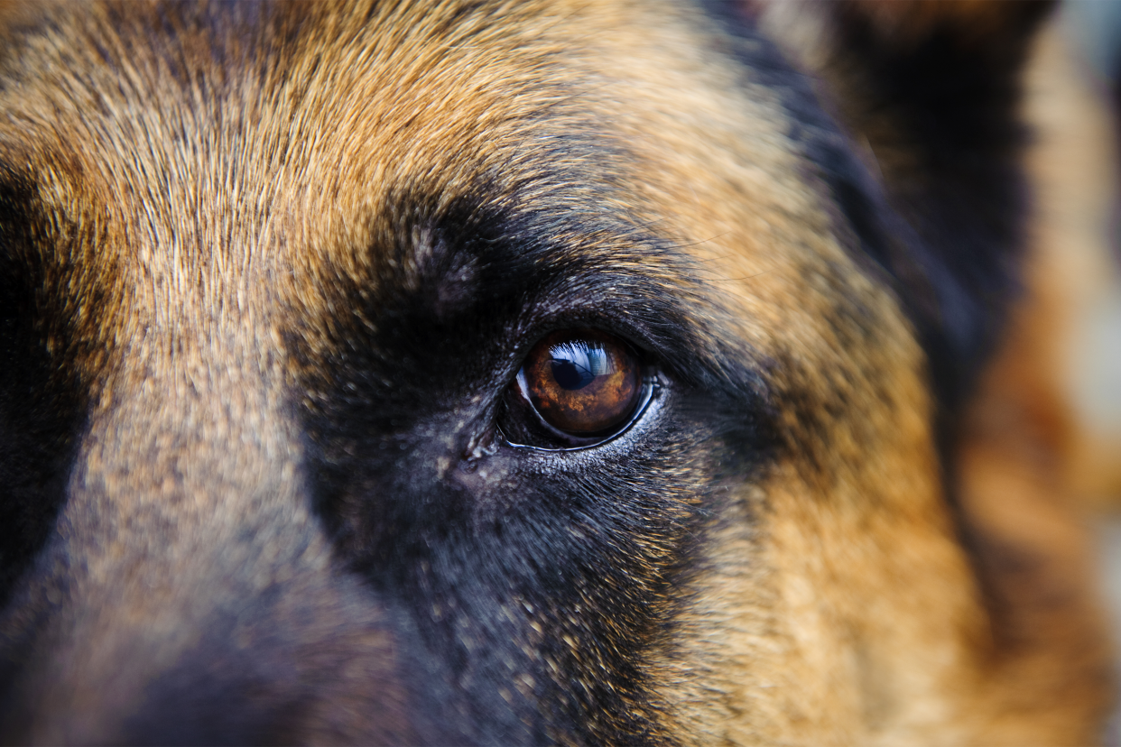 closeup of dog eye