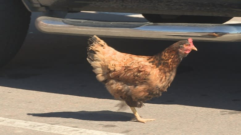 Why did the chicken cross the road? 'He's got a Tim Hortons addiction'