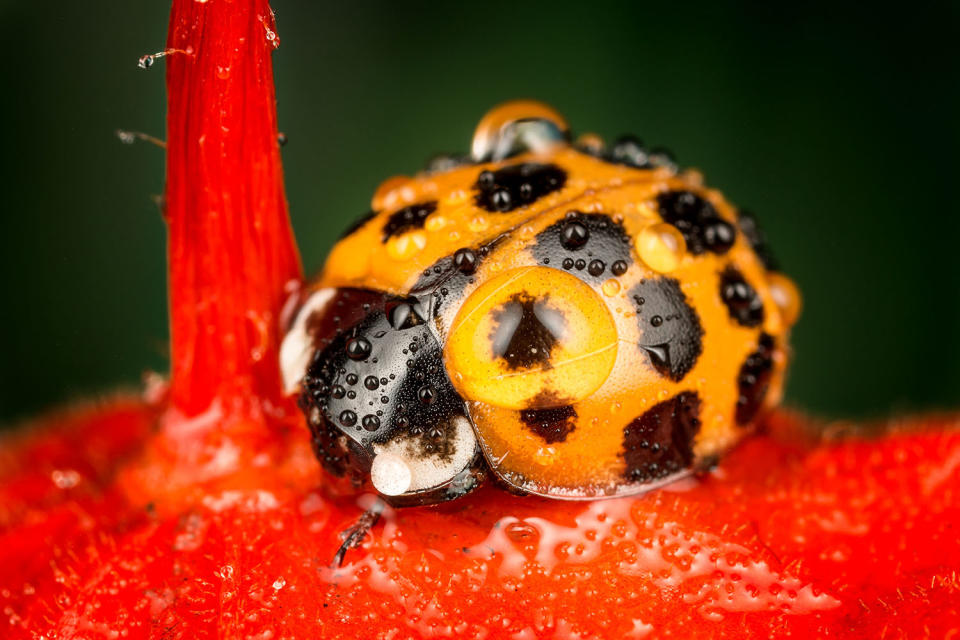 Fantastic photography of insects and water droplets