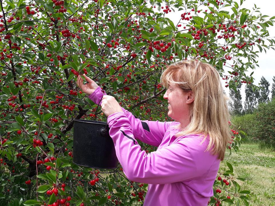 Jennifer Manke of Sturgeon Bay picks cherries for Barnard Farms. Because of staffing shortages, and to raise funds for humanitarian aid in war-torn Ukraine, the Carlsville fruit farm is seeking volunteer workers for a Pick Cherries for Ukraine fundraiser from July 17 to 25, with proceeds coming from what the farm would have paid employees for their work.