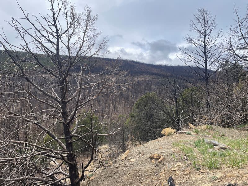 A general view of the mountainside burned by New Mexico’s largest wildfire near Holman, NM