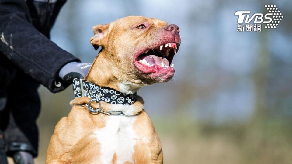 過去曾發生很多起比特犬咬傷人、畜的事件。（示意圖／shutterstock達志影像）