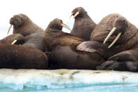 This July 20, 2011, photo provided by the U.S. Geological Survey shows Pacific walruses rest on an ice flow in the Chukchi Sea, Alaska. A lawsuit making its way through federal court in Alaska will decide whether Pacific walruses should be listed as a threatened species, giving them additional protections. Walruses use sea ice for giving birth, nursing and resting between dives for food but the amount of ice over several decades has steadily declined due to climate warming. (U.S. Geological Survey via AP)