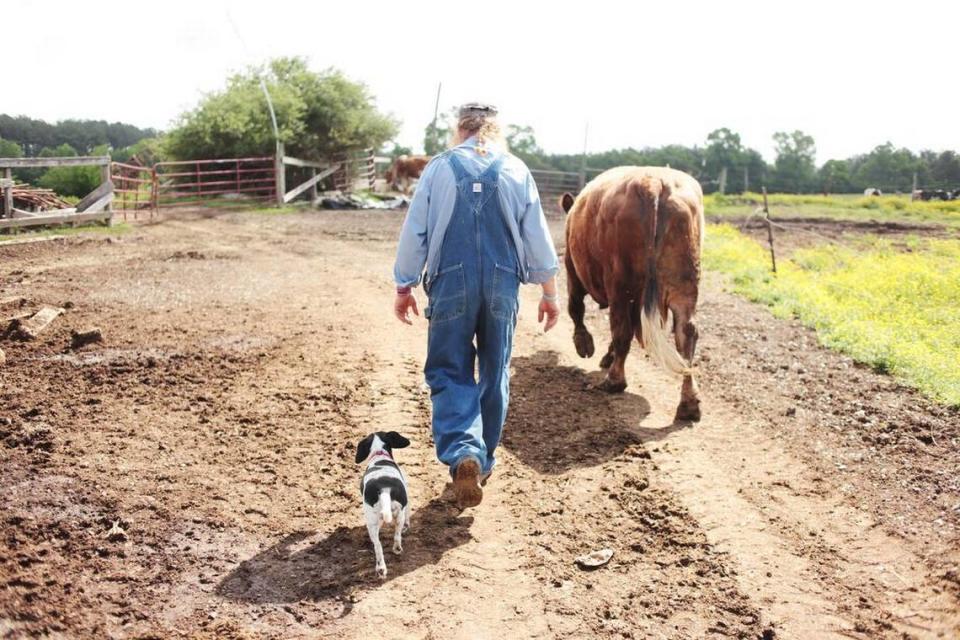 Randy Lewis with his 20-year-old dairy cow, Red, who walks around the farm like a pet. Ted Richardson and Jason Arthurs just completed a documentary on the fifth-generation dairy farmer in Alamance County. JULI LEONARD / jleonard@newsobserver.com