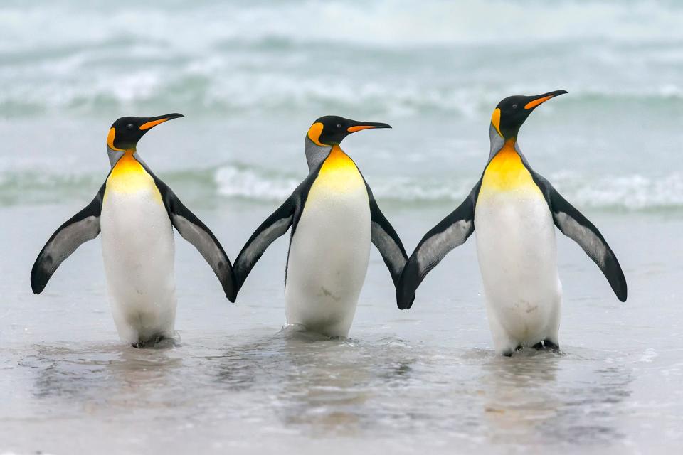 Title: Fellowship Description: Three King Penguins coming out of the water on Islas Malvinas, Falkland Islands.