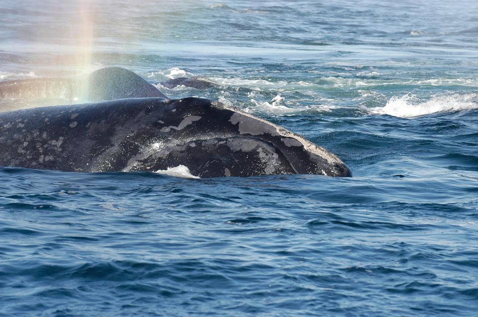 North Atlantic right whale Comet as seen in 2009 in the Bay of Fundy, where the whales began to disappear beginning in 2010. They were later observed in Canada's Gulf of St. Lawrence, which didn't have whale protections similar to those in the U.S. Comet's carcass was found in 2019 in the Gulf of St. Lawrence.