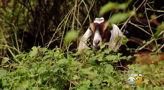 The goats are clearing vegetation in the area. Source: KDKA