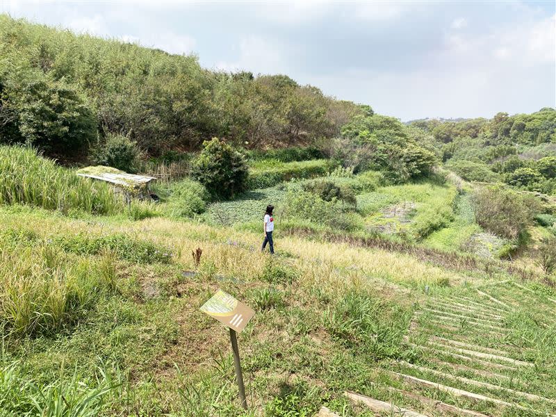 漫步於梯田間，感受最原始的自然風光（圖／翻攝自北市府官網）