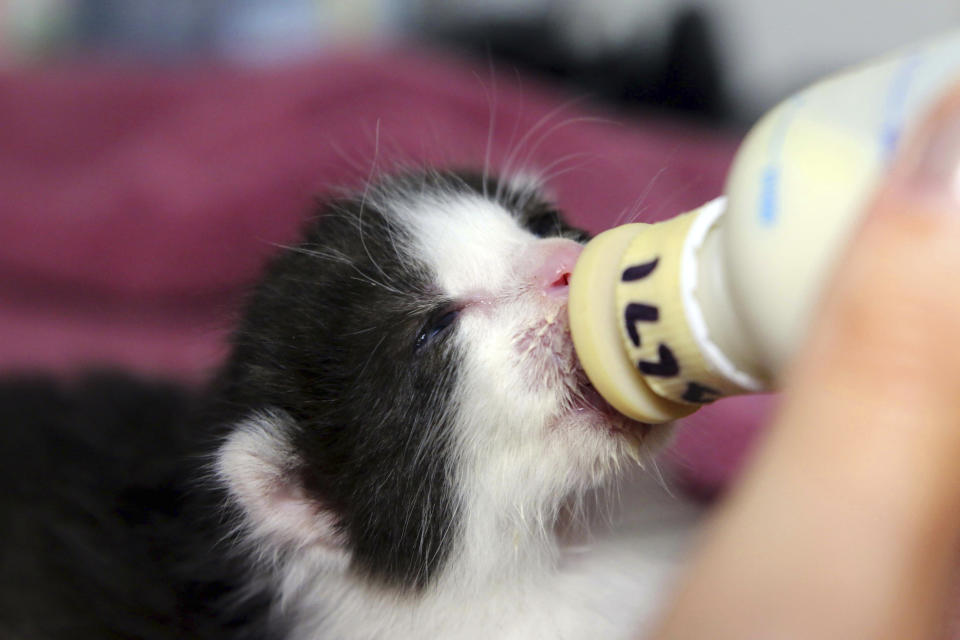 This May, 2019 photo from the San Diego Humane Society shows one five kittens that had that stowed away on a 400-mile trip to San Diego being bottle-fed for at the organization's San Diego office. The group says the kittens somehow wound up inside a 60-foot steel column that was trucked from Hayward in the San Francisco Bay Area to San Diego. On April 24, 2019, construction workers building new Kaiser Permanente medical offices heard meows coming from the column. They tilted the column and the week-old kittens slid out. The kittens are now in foster care and will be ready for adoption in another couple of months. (San Diego Humane Society via AP)