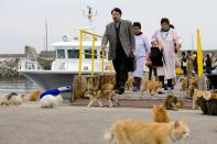 Cats surround people as they get off a boat at the harbor on Aoshima Island in Ehime prefecture in southern Japan February 25, 2015. An army of cats rules the remote island in southern Japan, curling up in abandoned houses or strutting about in a fishing village that is overrun with felines outnumbering humans six to one. (REUTERS/Thomas Peter)