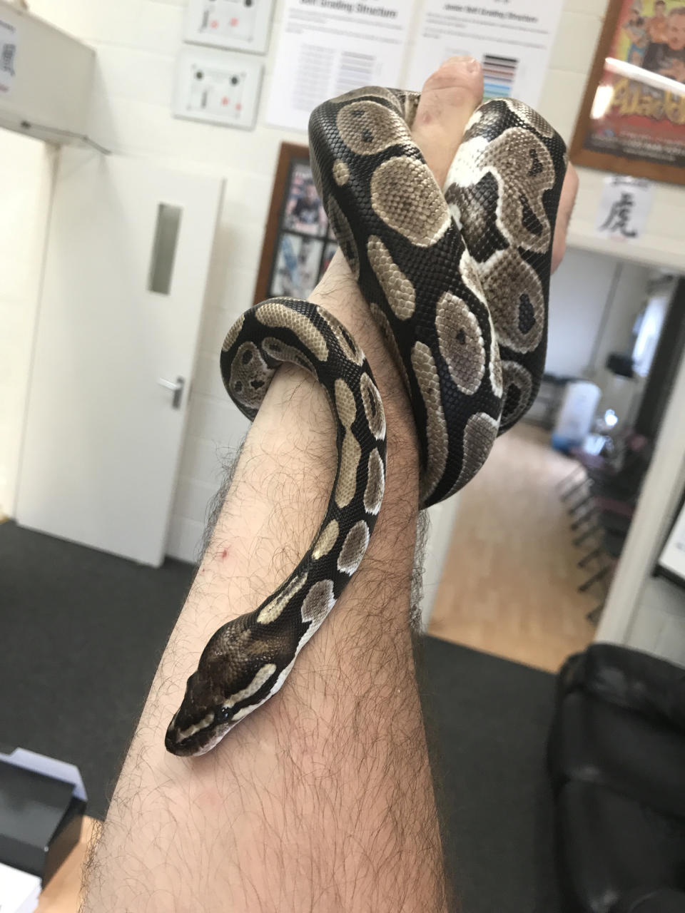 A five-month-old baby's parents were horrified when they found a 1-metre-long python slithering around their daughter's nursery in Tadworth, Surrey, in August.