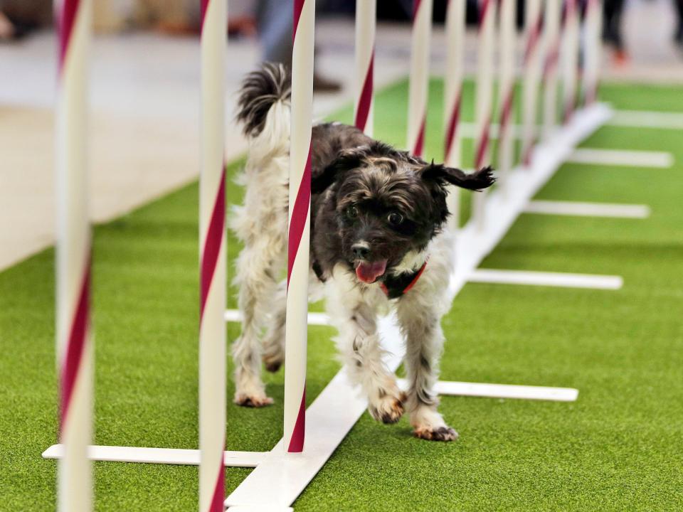 Alfie, a poodle mix, demonstrates his agility skills.