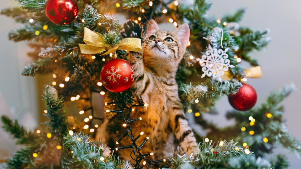 Kitten in Christmas tree