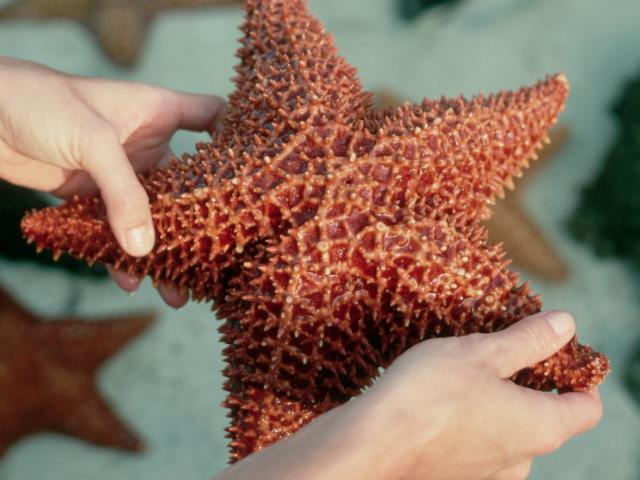 Scientists finally work out where a starfish's head is - BBC