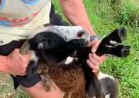 Nick 'Honey Badger' Cummins goes viral as his sheep-saving video