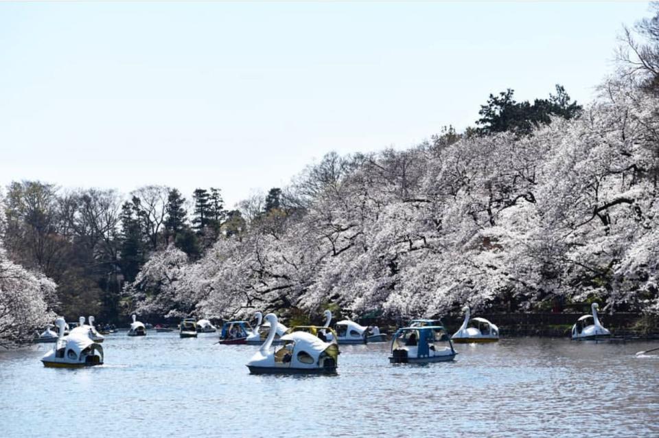 日本櫻花2024｜4大賞櫻特色景點推介！東京公園櫻花樹雲霄飛車/腳踏天鵝船/120米櫻花滑梯/人力迷你小纜車