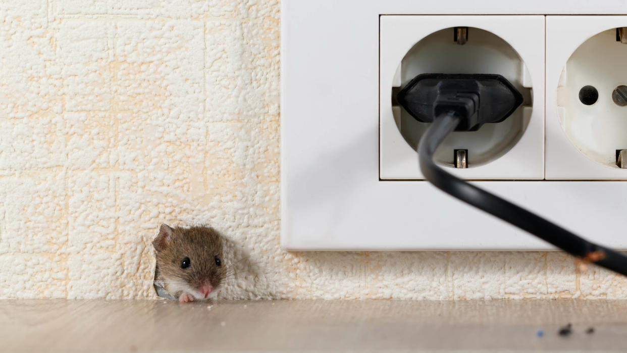  A mouse poking its head through a hole in the wall next to a power outlet in a home. 