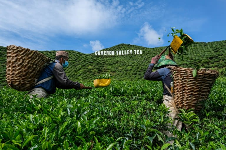 Farmers in Malaysia's Cameron Highlands are fighting for survival as the pandemic hammers revenues