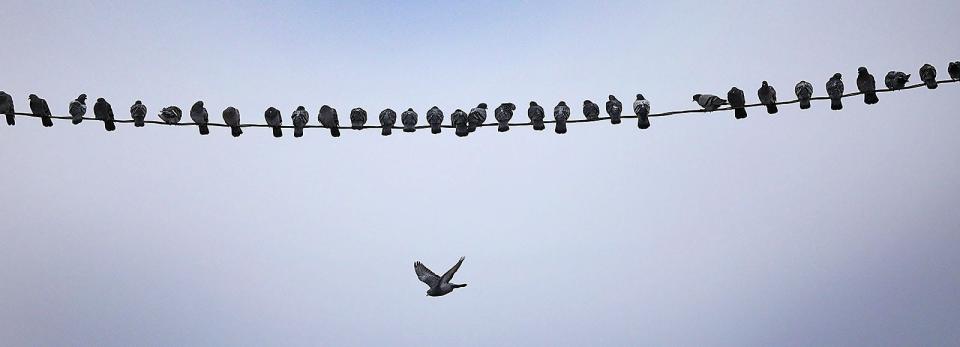 A pigeon flies off a utility wire in Marshfield leaving a hole  in the line of birds Wednesday, Dec. 22, 2021.