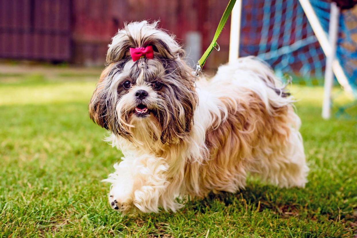 long haired dog with a top know; 90s inspired dog names