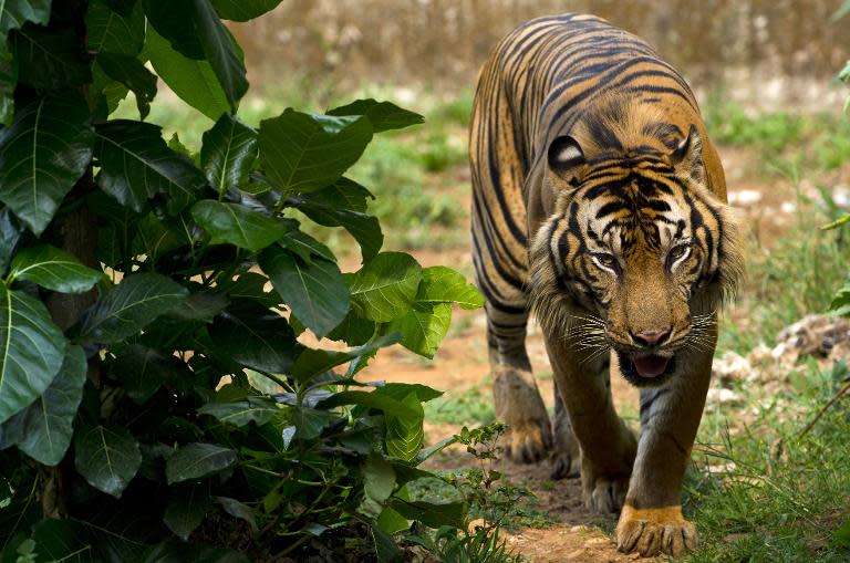 A critically endangered Sumatran tiger, pictured at its enclosure at Ragunan Zoo in Jakarta, on October 23, 2013