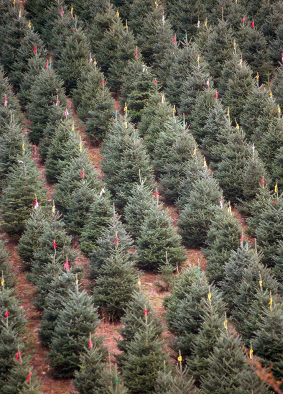 Fraser Fir trees grown on a farm near Boone, N.C. The variety is a popular one for Christmas trees, which are a valuable agricultural crop for several northwestern N.C. counties.