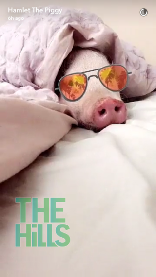 Hamlet the Piggy