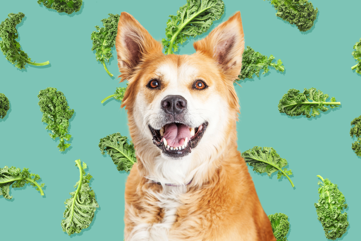 dog with a background of kale; can dogs eat kale?