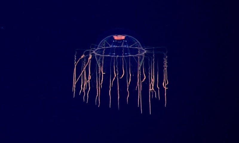 The hydromedusa species of deep sea jellyfish, as seen in 2016. 