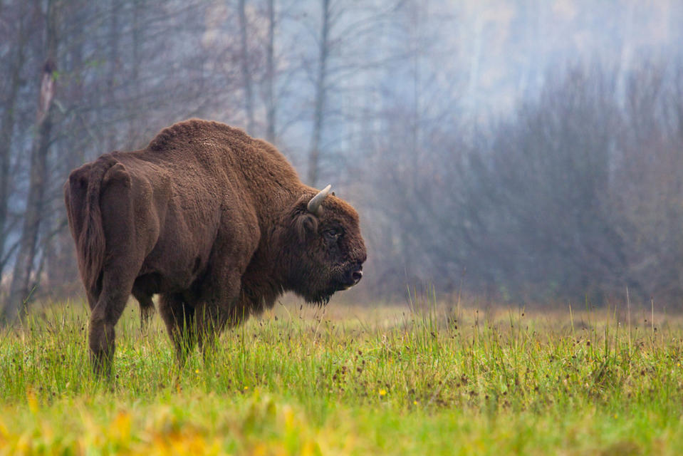 The modern European bison (also called wisent or <i>Bison bonasus</i>) from the Białowieża Forest in Poland. <cite>Rafał Kowalczyk</cite>