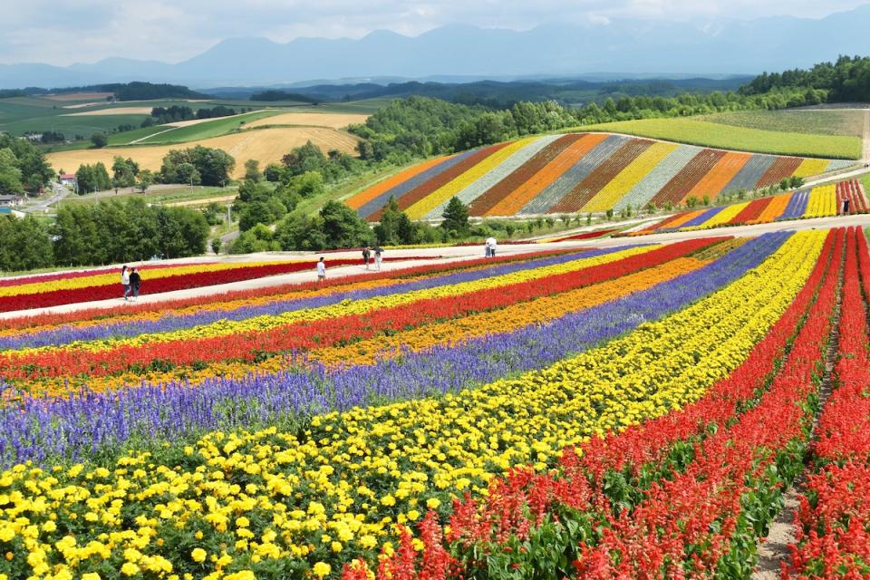 北海道（Photo Credit: Ken Shono@unsplash.com, License CC0，圖片來源：https://unsplash.com/photos/yellow-red-and-purple-flower-field-during-daytime-QdUvMdmbrRg）