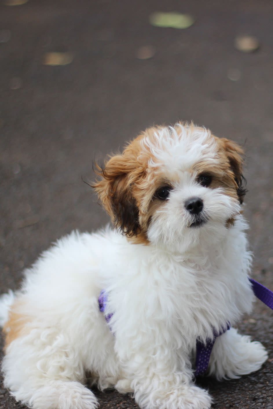 <p>Shih Tzus (pronounced "sheet-su") love lounging around, so if you live in a smaller space, consider these adorable pups. They come from Chinese royalty and are known to be incredibly affectionate with children. You might recognize most Shih Tzus as having long hair (some owners even like giving them ponytails!), but it's up to the family on how they want to <a rel="nofollow noopener" href="https://www.womansday.com/life/a18210134/dog-nail-cutting-hack/" target="_blank" data-ylk="slk:groom their dogs;elm:context_link;itc:0;sec:content-canvas" class="link ">groom their dogs</a>.</p>