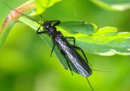 <p><strong>Stonefly<br></strong><strong><br></strong>Delaware's official state insect is the 7-spotted ladybug, its state butterfly is the Eastern tiger swallowtail, <em>and</em> they also have a <a href="https://delaware.gov/facts/insect" rel="nofollow noopener" target="_blank" data-ylk="slk:state macro invertebrate;elm:context_link;itc:0;sec:content-canvas" class="link ">state macro invertebrate</a> (way to be super specific, Delaware), the stonefly. </p>