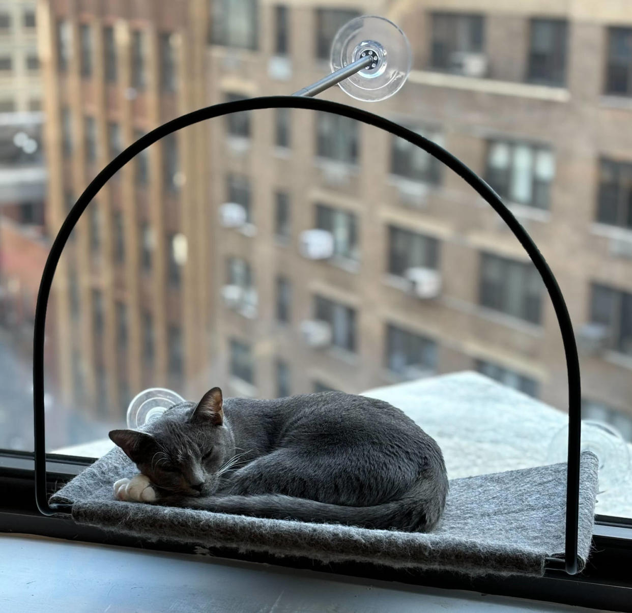 Cat sleeping on the Tuft+Paw Cloud Nine Window Hammock (Courtesy Zoe Malin)