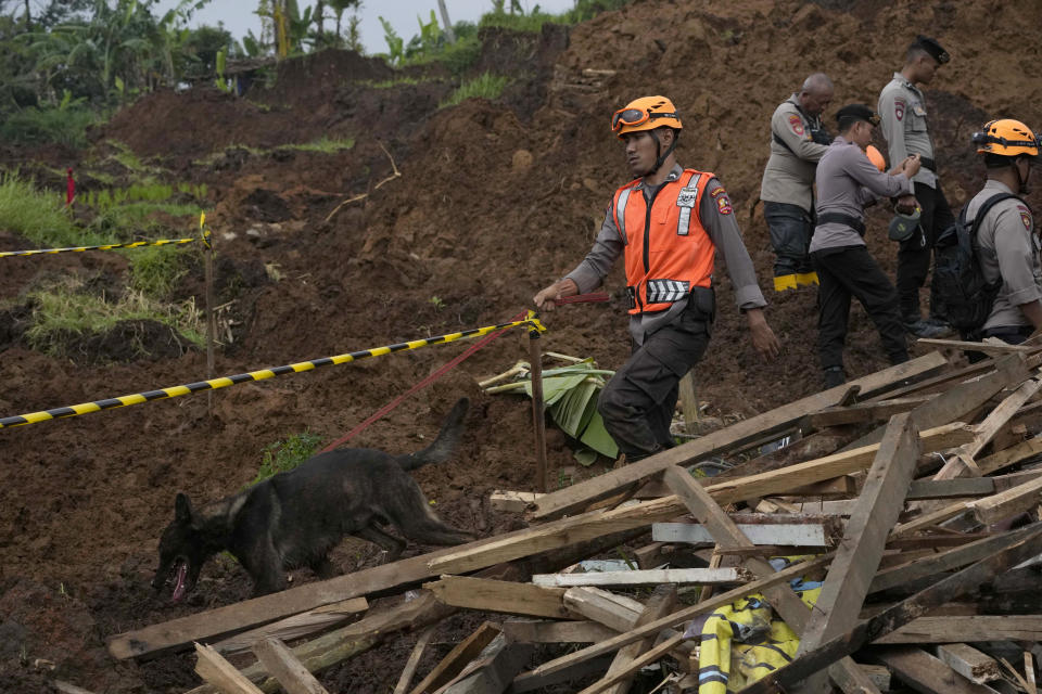 A sniffer dog is led during the search for victims at village hit by an earthquake-triggered landslide in Cianjur, West Java, Indonesia, Thursday, Nov. 24, 2022. On the fourth day of an increasingly urgent search, Indonesian rescuers narrowed their work Thursday to the landslide where dozens are believed trapped after an earthquake that killed hundreds of people, many of them children. (AP Photo/Tatan Syuflana)