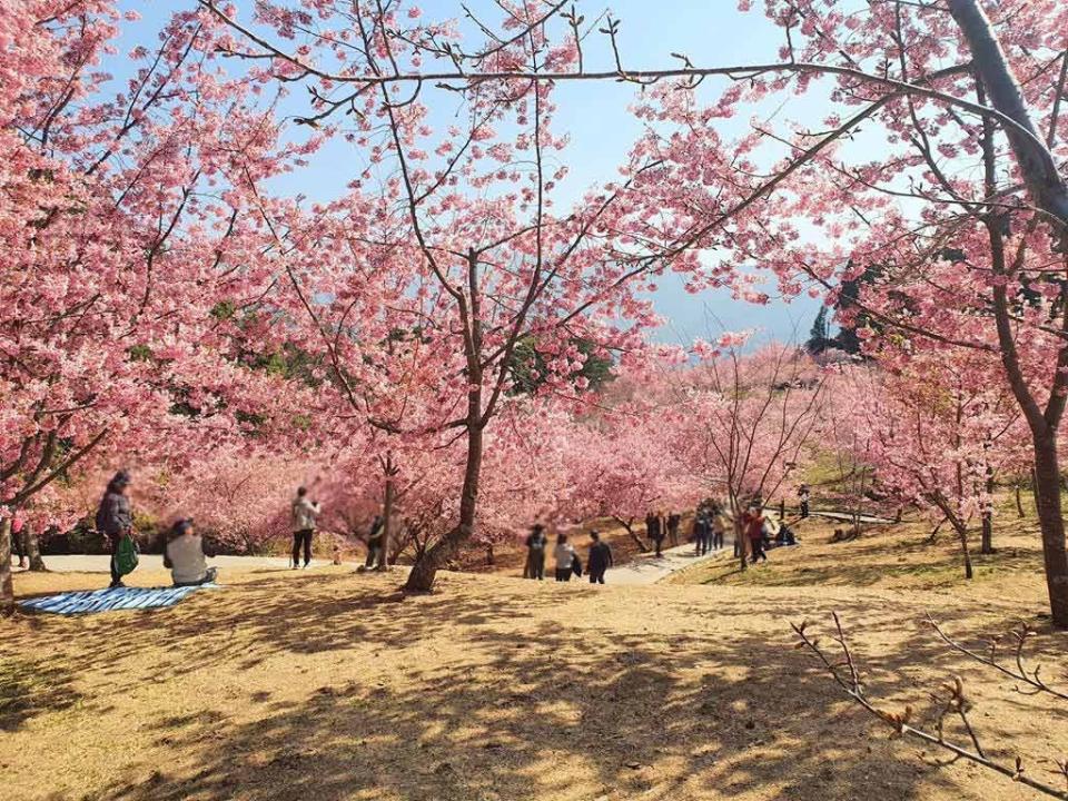 ▲賞櫻季來臨，包含陽明山、台中武陵農場、福壽山農場千櫻園、九族文化村和阿里山，全台賞櫻仙境在哪裡呢？讓我們一起來看看吧！（V妞的旅行提供／記者郭夢迪翻攝）