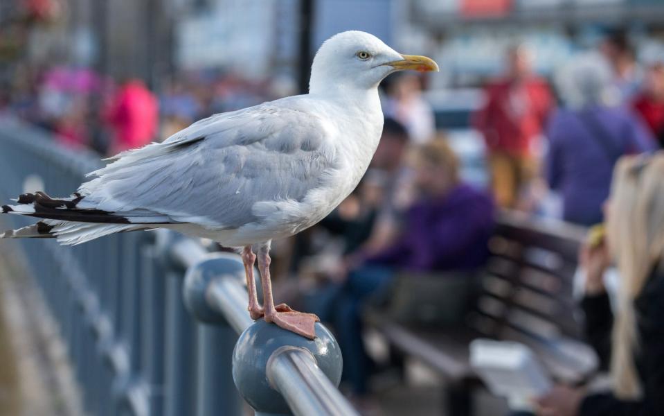 Limited numbers of herring gulls can be killed under licences this year - Matt Cardy/Getty