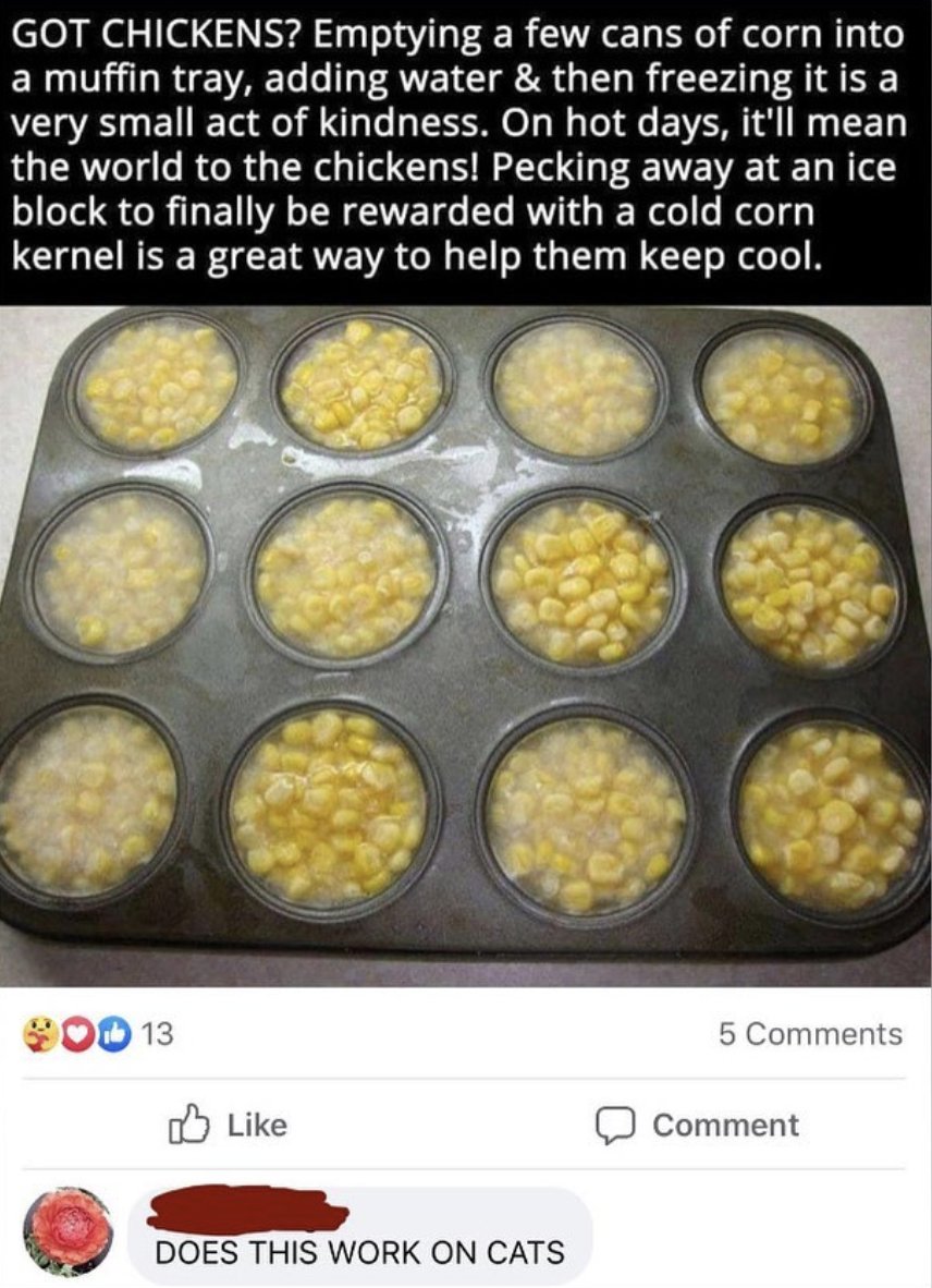 Frozen corn kernel snacks, a photo of a muffin tray filled with corn and water. Text above gives DIY tips for helping chickens stay cool. Comment asks if it works on cats