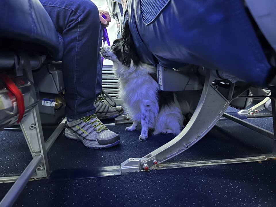 Un cachorro se sienta en un avión durante un ejercicio de entrenamiento en el aeropuerto metropolitano de Detroit, el martes 19 de septiembre de 2023 en Romulus, Michigan. (AP Foto/Mike Householder)