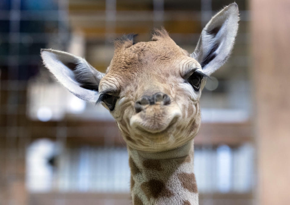 <p>1-day-old Gus at Noah’s Ark farm on May 12, 2017, in Bristol, England. (Photo: Matt Cardy/Getty Images) </p>