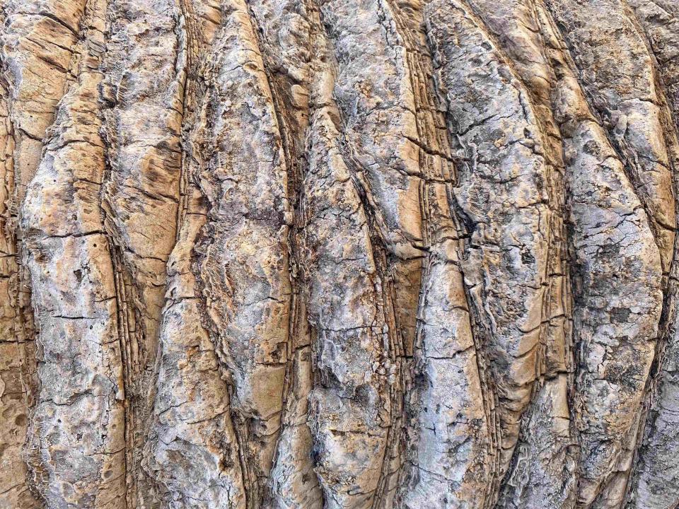 Patterns on tree bark