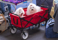 <p>Malteser dogs wait in a buggy during an international dog and cat exhibition in Erfurt, Germany, June 16, 2018. (Photo: Jens Meyer/AP) </p>